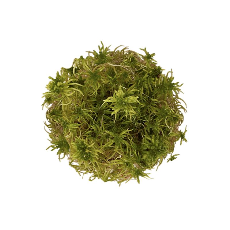 Muschi WIO Sphagnum sp. - imagine 3